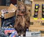 70 cannisters of laughing gas and 60,000 cigarettes seized in Walsall Trading Standards operation