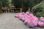 More than 5,000 bags of rubbish removed by Walsall litter pickers
