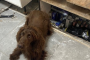 Hidden hydraulic compartment uncovered as £20,000 haul of illegal tobacco seized in Walsall