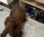Hidden hydraulic compartment uncovered as £20,000 haul of illegal tobacco seized in Walsall