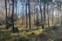 Draft Natural Environment supplementary planning document (SPD) – have your say