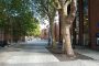Duty to Consult on felling street trees
