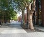 Duty to Consult on felling street trees