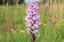 Get outdoors and help protect local wildlife at Pelsall North Common