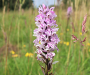 Get outdoors and help protect local wildlife at Pelsall North Common